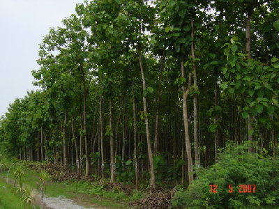 12 years old trees facing South, already thinned out.