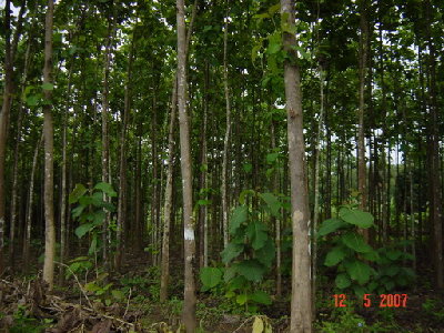 Close up of 12 years old trees, still facing south, already thinned out.